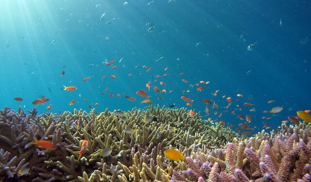 Reef
