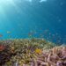Reef