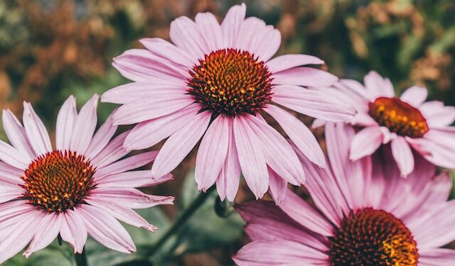 Flowering