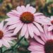 Flowering
