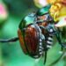 Scarab