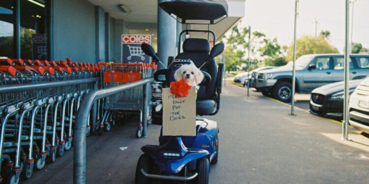 adorable dog on mobility scooter at supermarket