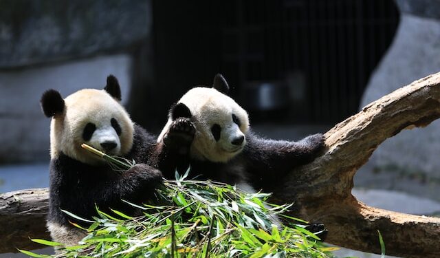 Pandas