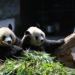 Pandas