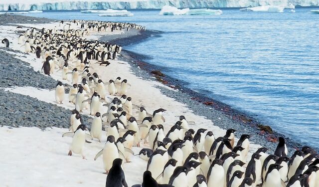 Penguins