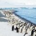 Penguins