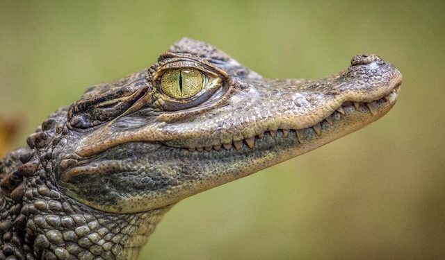 Crocodile