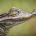 Crocodile