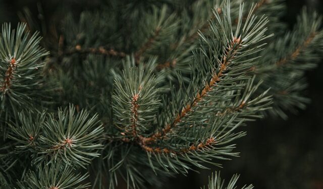 Pine