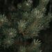 Pine