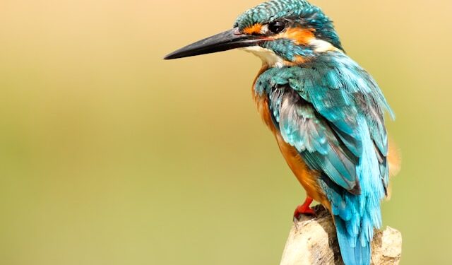 Bird