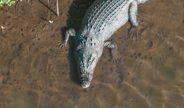 Crocodiles