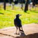 Magpie Swoops