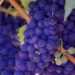 Grape
