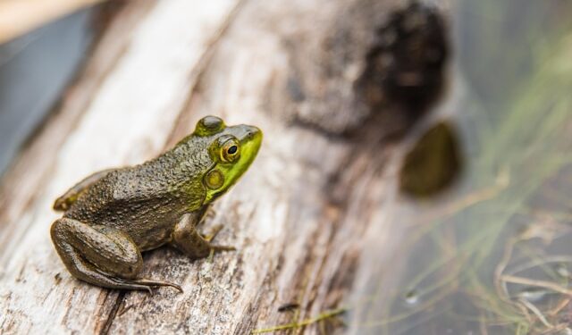 Froglet