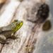 Froglet
