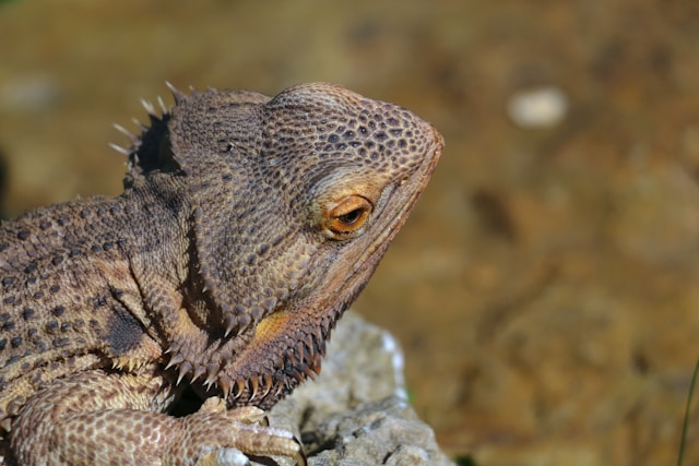 The giant lizard that terrified and fascinated a generation of Brisbane ...