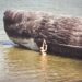 Beached Whale