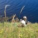 Seabirds