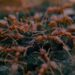 Fire Ants