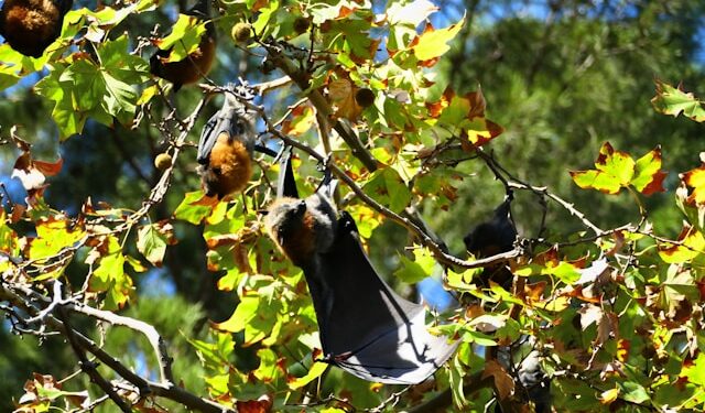 Flying Foxes