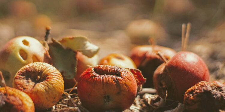 selective focus photography of dried fruits on field