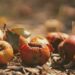 selective focus photography of dried fruits on field