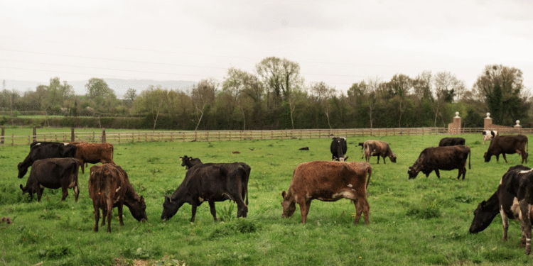 Tariffs, Tensions, and T-Bones: How Trump’s Trade Move Is Shaking Australia’s Beef Industry