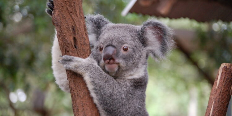 Great Koala National Park