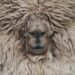 wool